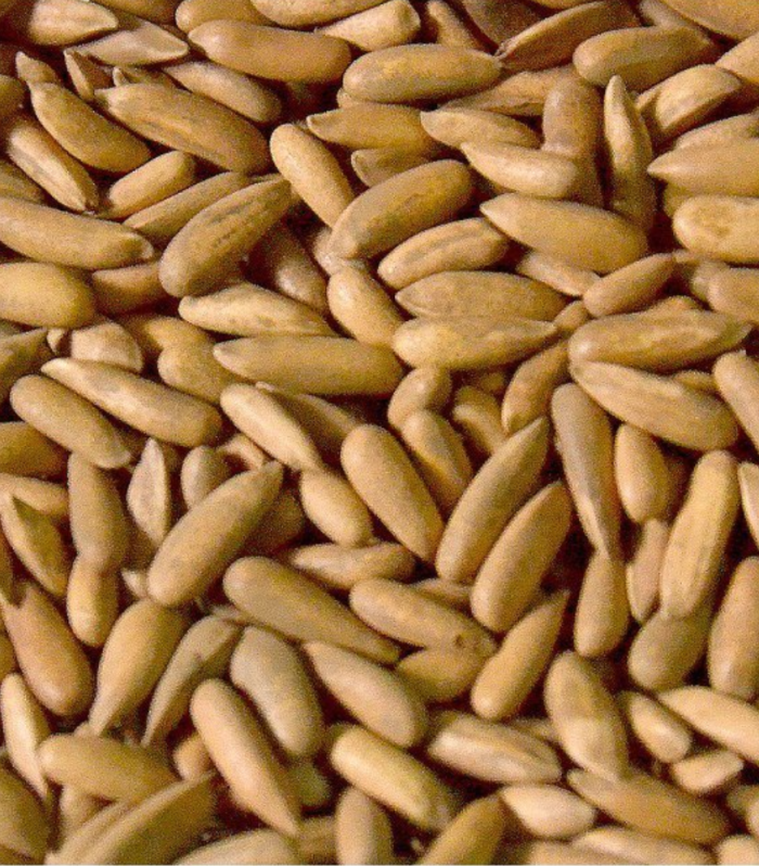 Pine Nuts